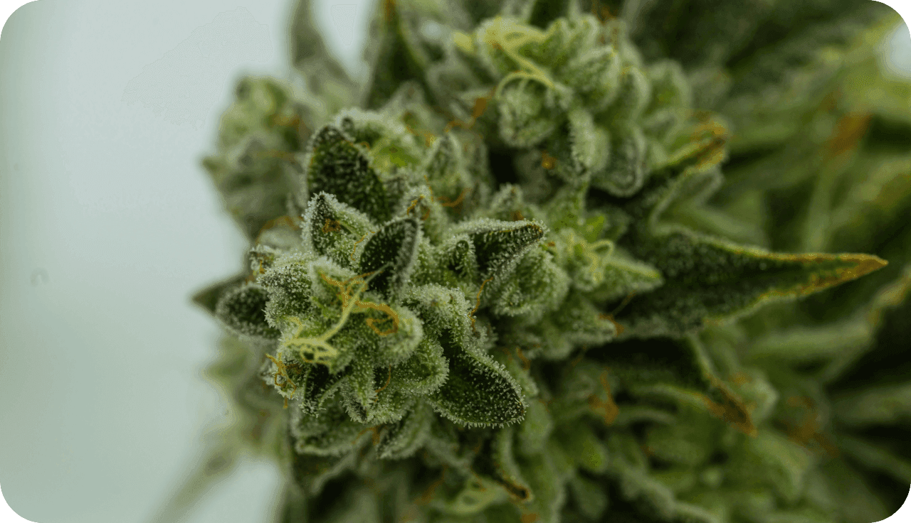 Nahaufnahme einer Cannabispflanze